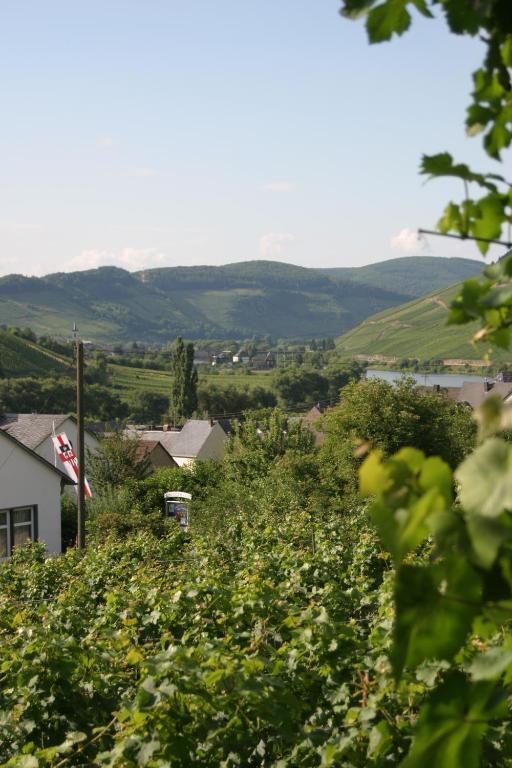 Ferienweingut Hirschen Schulstrasse Bed & Breakfast Burg  Exterior photo